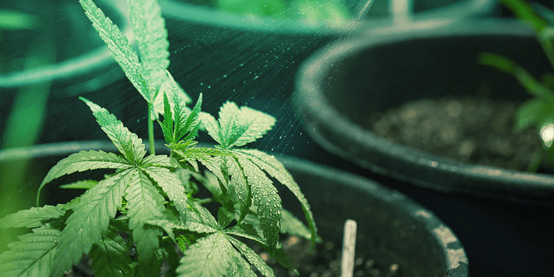 Чем опрыскивать марихуану хочу выращивать коноплю