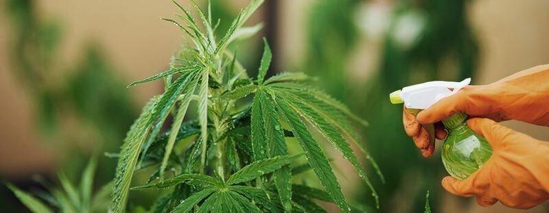 Конопли опрыскивание как правильно проращивать семена марихуаны