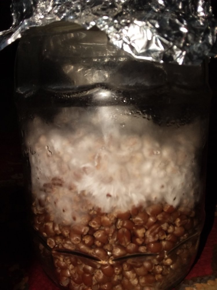 20200924_120127.thumb.jpg.3d4b396f7f2e44dbf2c0e72a590bb812.jpg