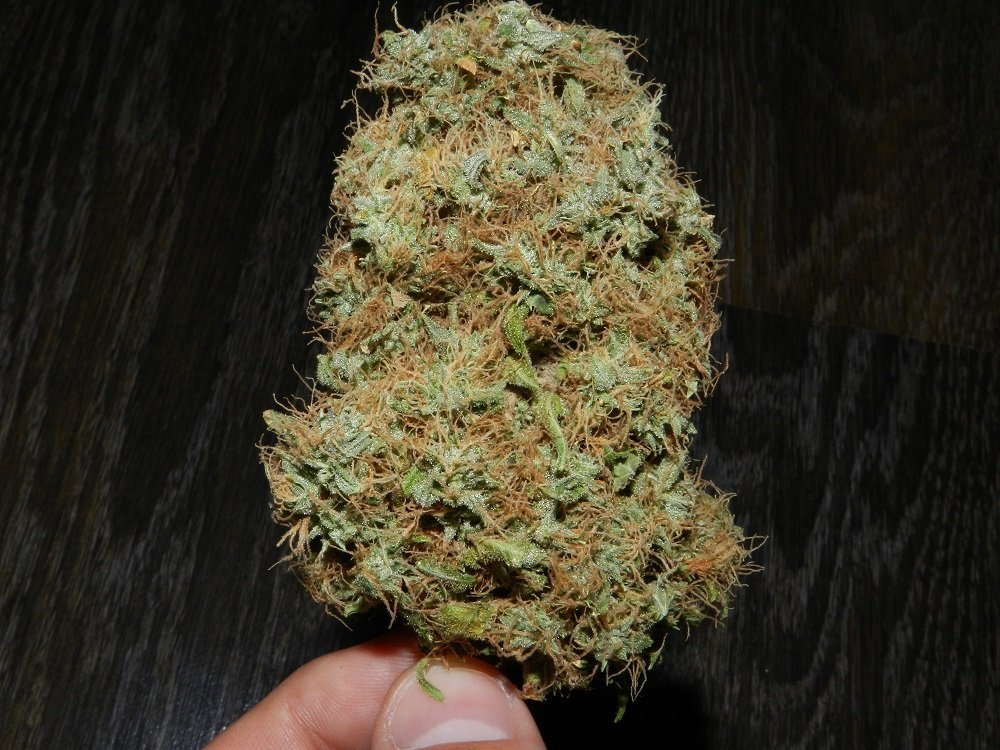Bubblegum.thumb.JPG.06c30a8de17106e1e79adcaae2e88c46.JPG