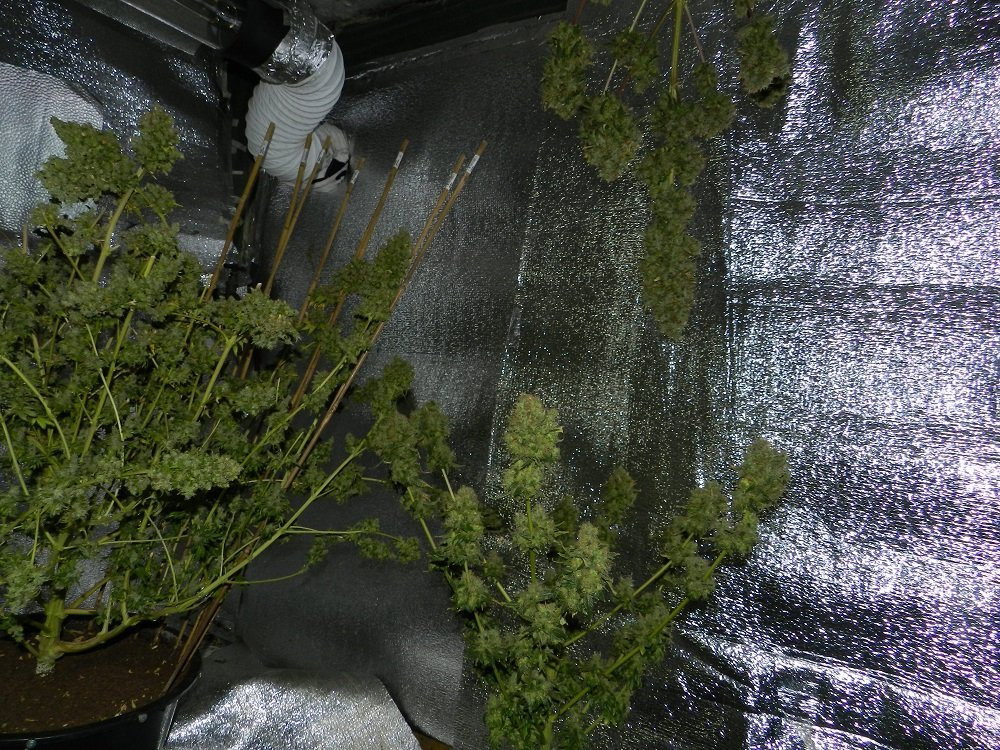 DSCN9675.thumb.JPG.9d68f66a1f97b73271cdee9c83136102.JPG
