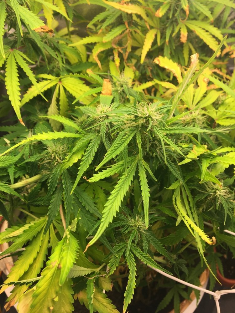 IMG_0469.thumb.jpeg.fda58905f718541afe4441381a05e5c6.jpeg