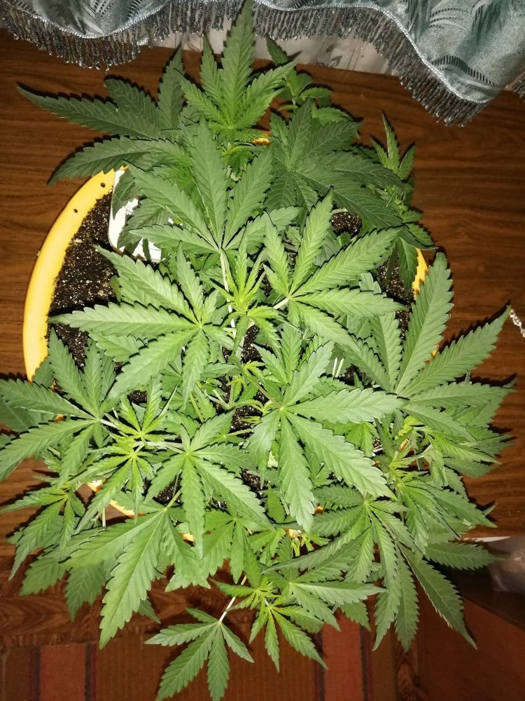 IMG_20200916_200852.jpg