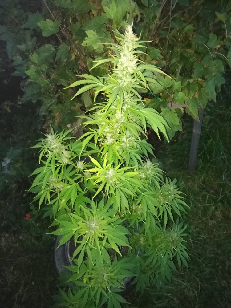 IMG_20200924_191147.jpg