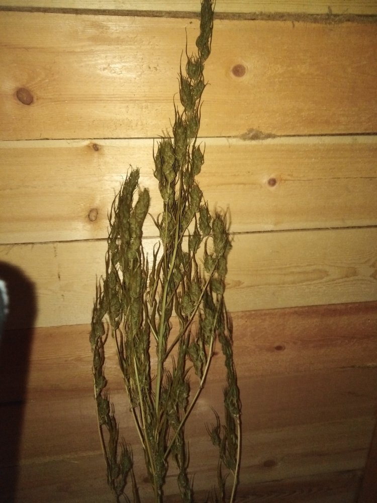 IMG_20200926_181209.jpg