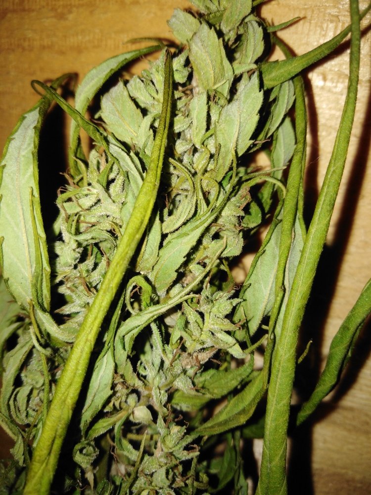 IMG_20200926_181742.jpg