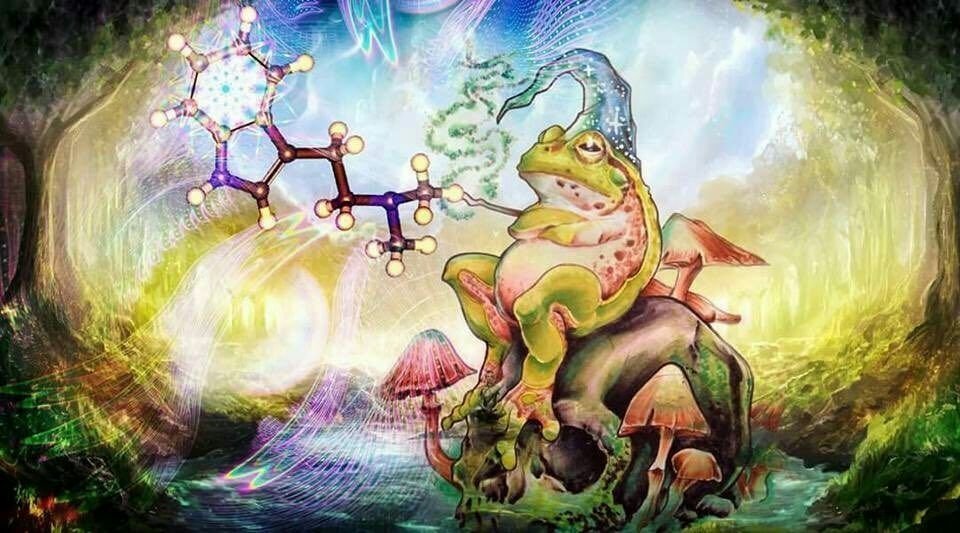 bufo-alvarius.jpg