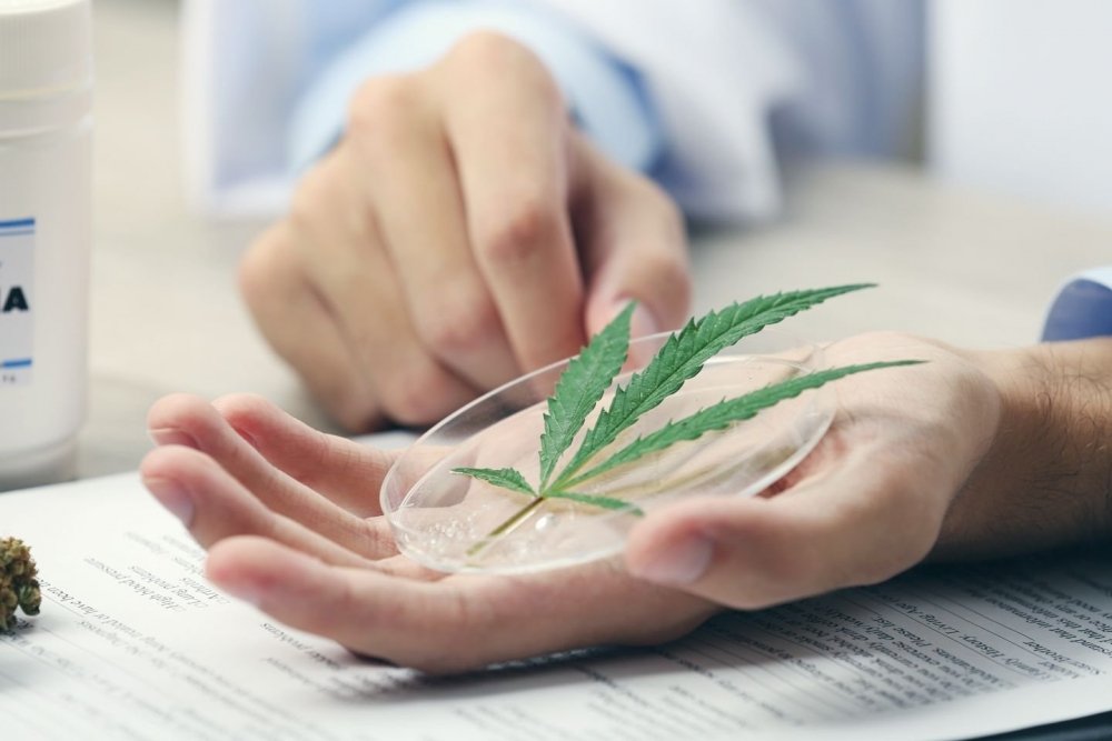 cannabis-decreases-diabetes.jpg