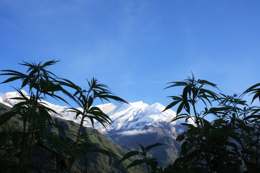 cannabis-grow-swiss.jpg