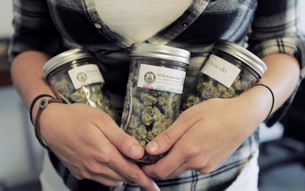 cannabis-handout-swiss.jpg