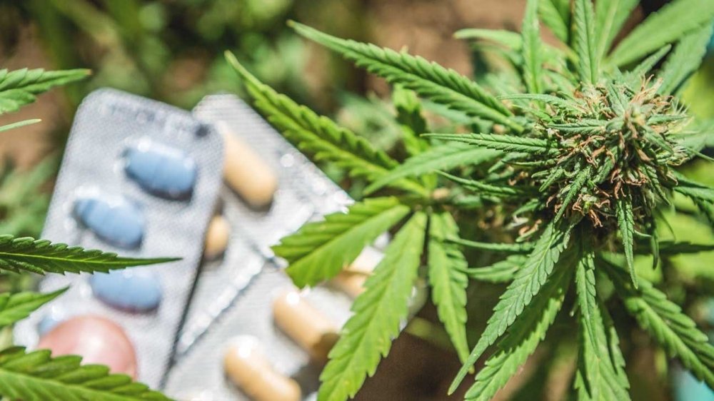 cannabis-opioids.jpg