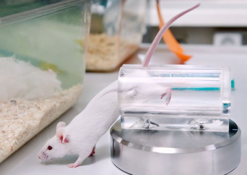 cannabis-test-mice.jpg