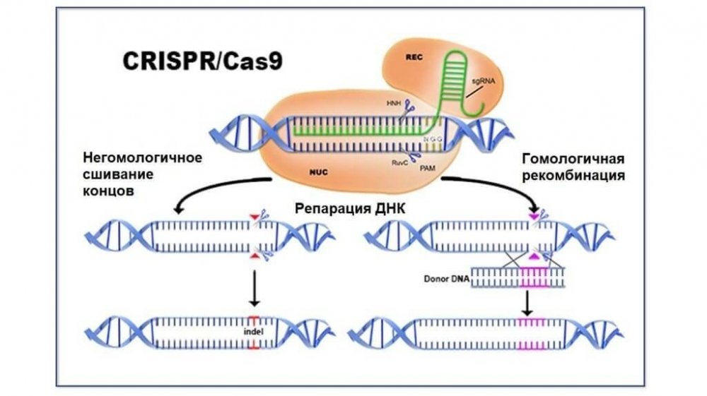 crispr-cas9(1).jpg