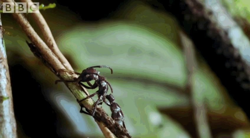 it-turns-out-the-zombie-cordyceps-fungus-leaves-ant-brains-intact.thumb.gif.1419c33b2658ee4cd9504e14e82ee95f.gif
