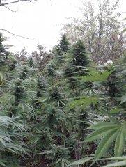 White Widow Feminised Seeds from (Seedsman).