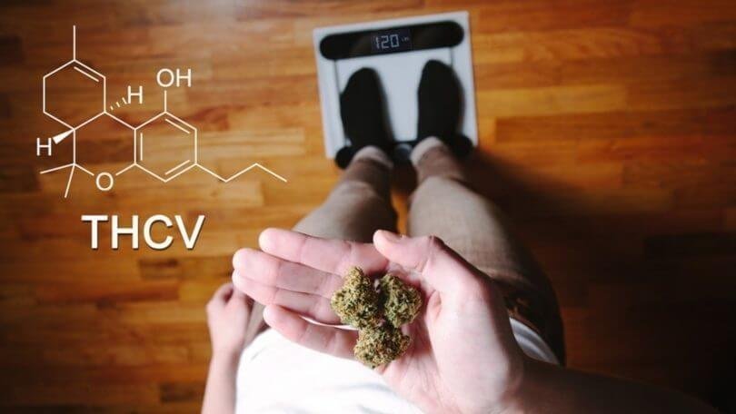 thcv-cannabinoids(1).jpg