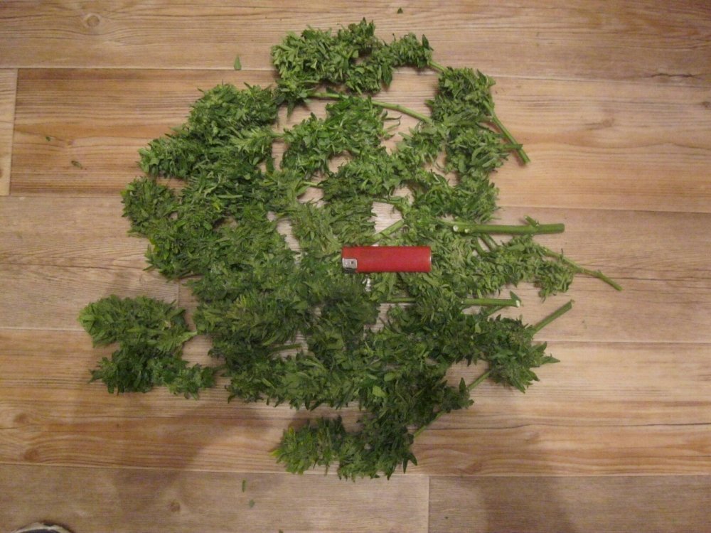 tmp-cam--92931135.thumb.jpg.f99a4b001f6176bf8a24be63cc7c571e.jpg