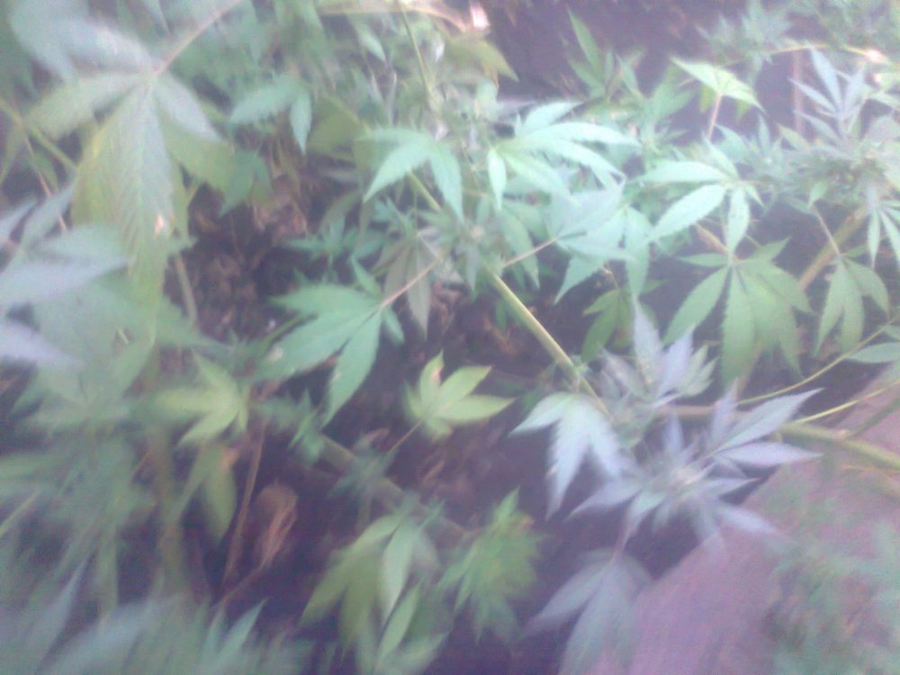 1755373237_0368.thumb.jpg.d28175c917ba8c18f4beb073a73ddc2d.jpg