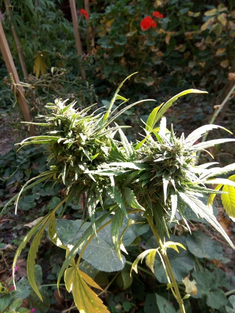 2020-10-22 03.17.08.jpg