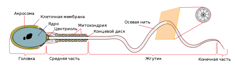 1920px-Simplified_spermatozoon_diagram-ru_svg.thumb.png.c343b5c46fa25983225041b877f9ac00.png