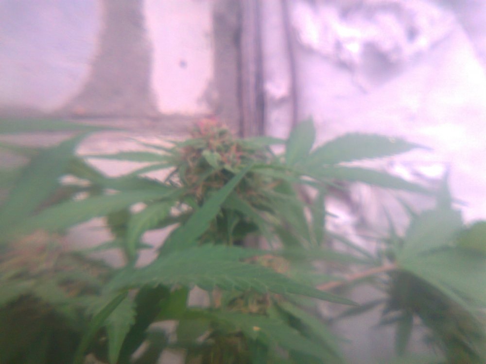 2011256149_10_10_.thumb.jpg.ecdc46e83c35d01e8caea35bd3878377.jpg