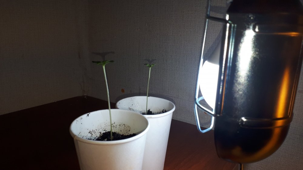 20201005_230730.jpg