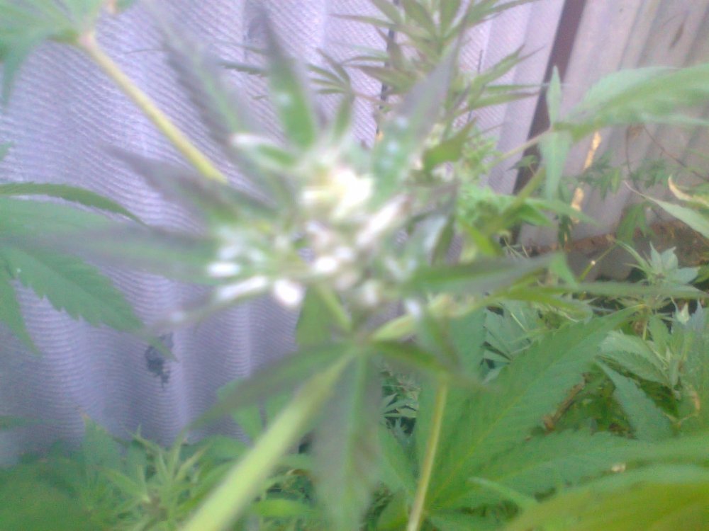 359497461_0372.thumb.jpg.fa8b1904043480cb0d26d47553d8f167.jpg