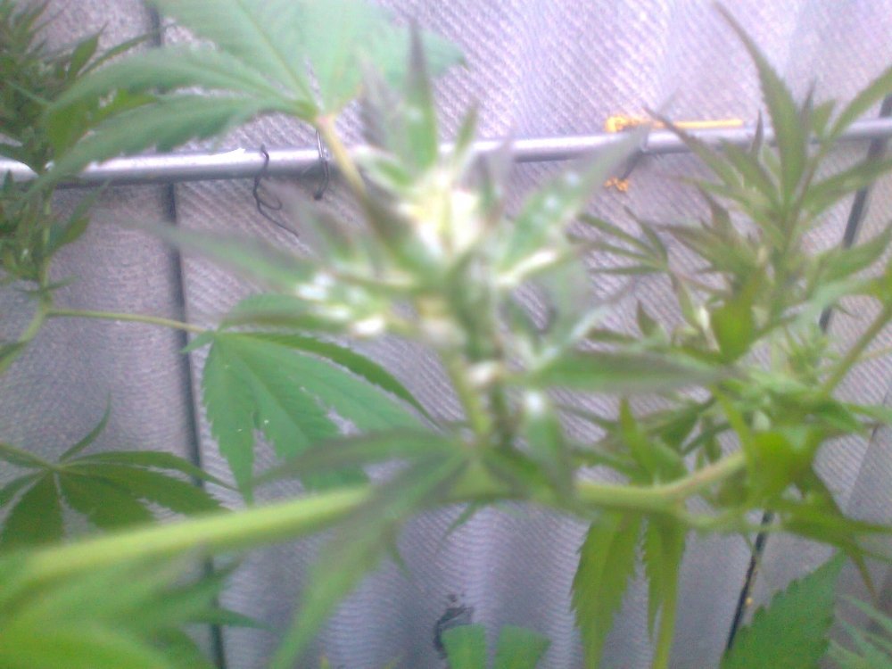 487053865_0371.thumb.jpg.f6e6dd5ef3faf47ae848e264902178ea.jpg