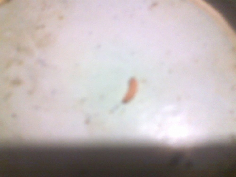 655708310_0343.thumb.jpg.49f045456f7d6adaf7388a481e0cc463.jpg
