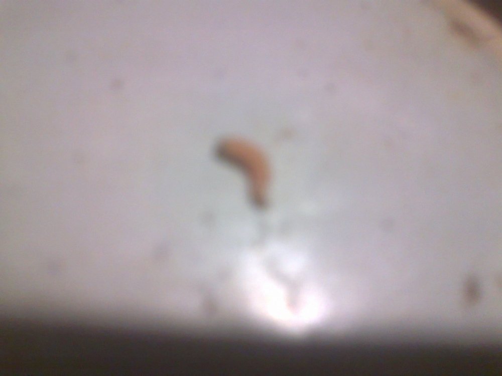 768301189_0344.thumb.jpg.01af61c3b0a09d95741c1cf375fd248a.jpg