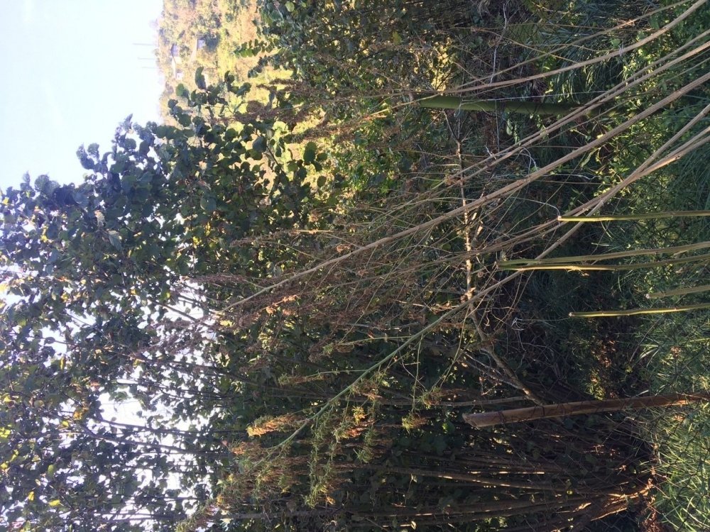 ABA60534-37E8-4882-A9E4-FA2FCE88BE81.jpeg