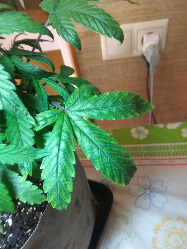 IMG_20201012_215110.thumb.jpg.197401d654b1c19f0a1a30fde371c96f.jpg