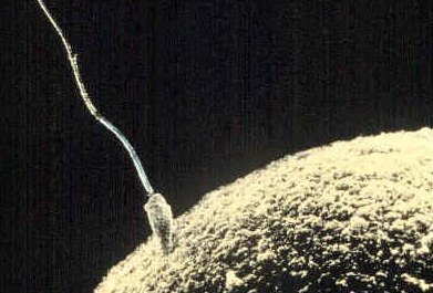 Sperm-egg.jpg.4f174eca31a827ebd1415e33f0f4e942.jpg
