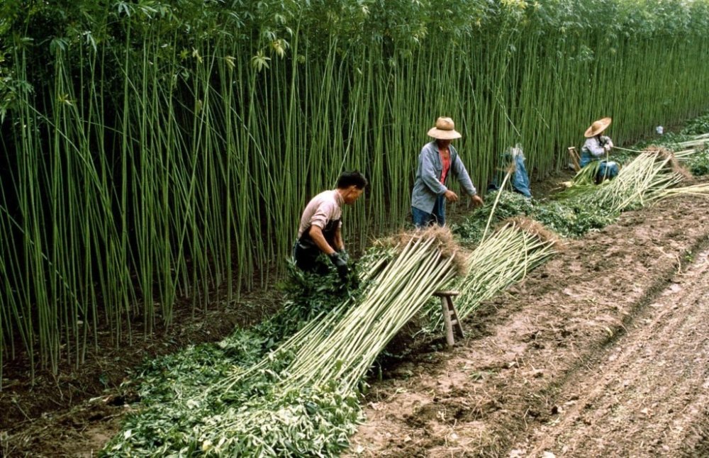 china-cannabis-grow.jpg