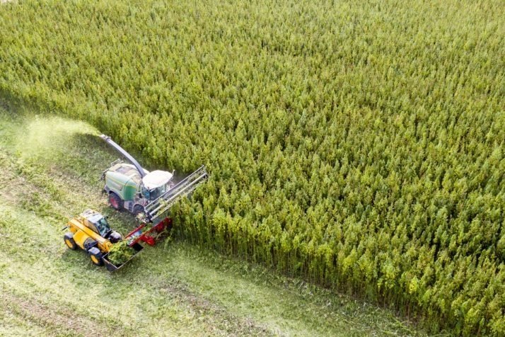 hemp-grow-europe.jpg