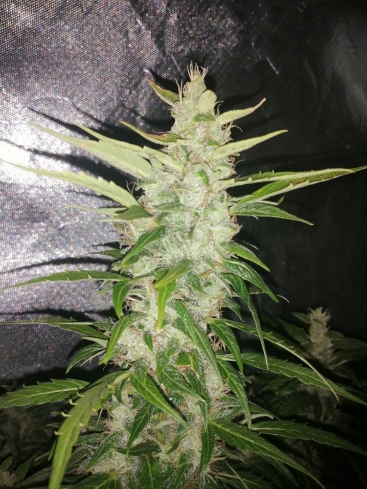 n9TtxfLgzQo.thumb.jpg.8c988a10417b7483681d7da75955ae15.jpg