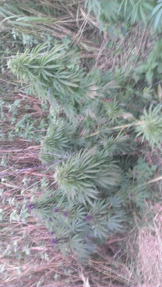 tmp-cam-1397186609.thumb.jpg.baaeeb66a70397bf72530e7e557dba2f.jpg