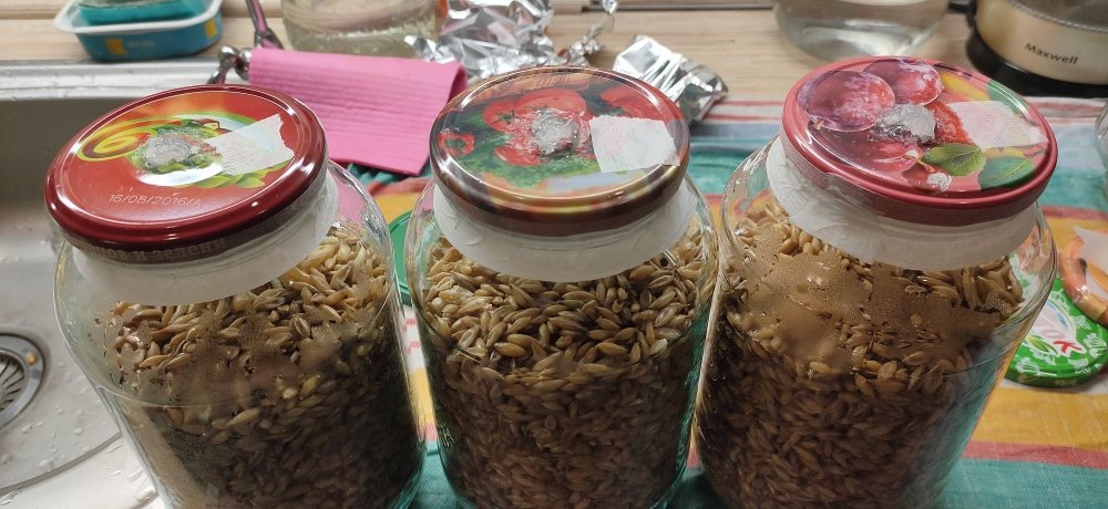 перед стерилизац ОИНИПОР.jpg