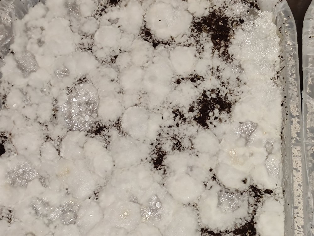 16_11.2020_zoom2.thumb.jpg.4069438a930988c901d2ce182bd2cccb.jpg