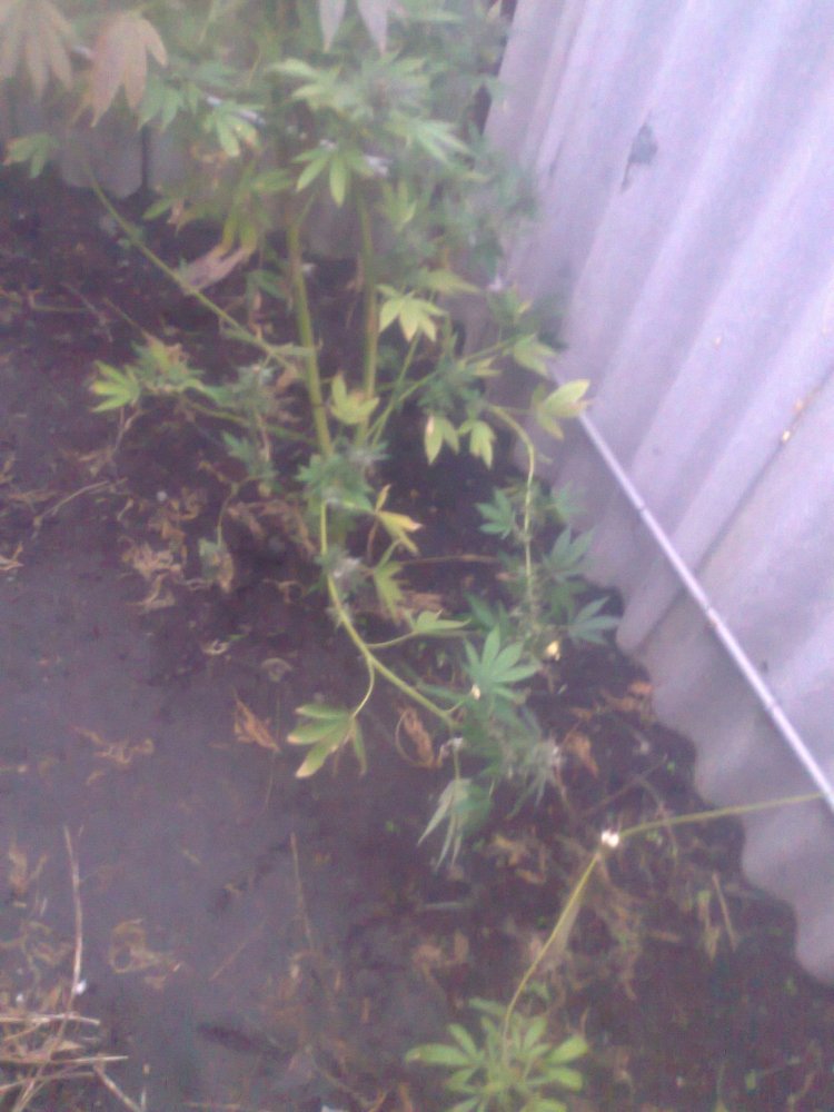 1765743468_0396.thumb.jpg.c1de8bf5244b7e8781ac939317ec0219.jpg