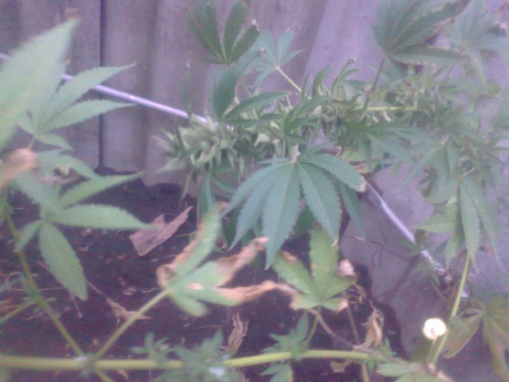 1775781571_0399.thumb.jpg.261e0bbed6bd9f6ed81ee3f5600f6ffd.jpg