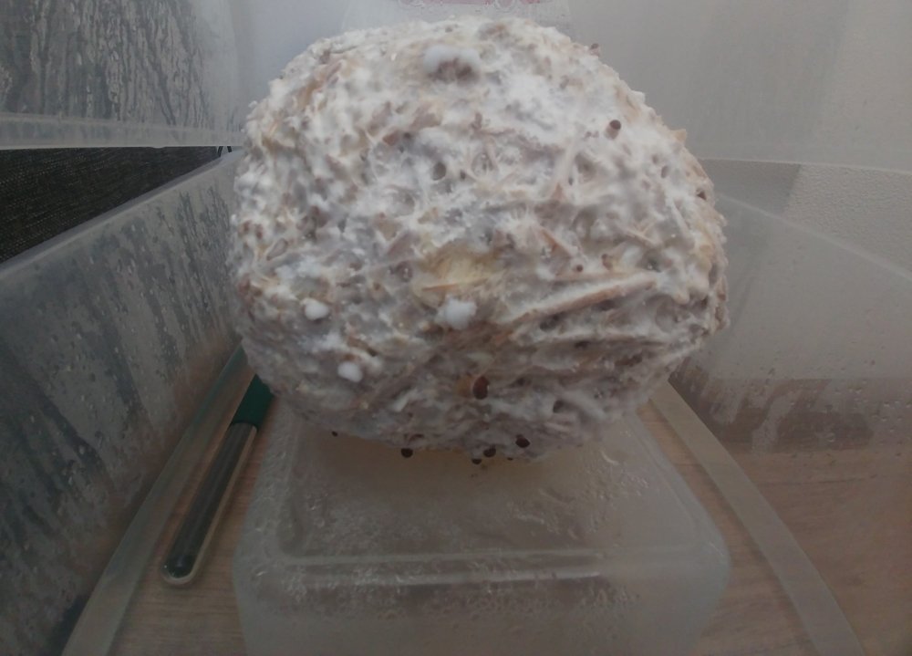20201109_104953-1-1.thumb.jpg.c755e53ccea69aa39bf1b5519ddd3a57.jpg