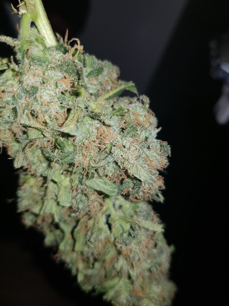 20201104_002536[1].jpg