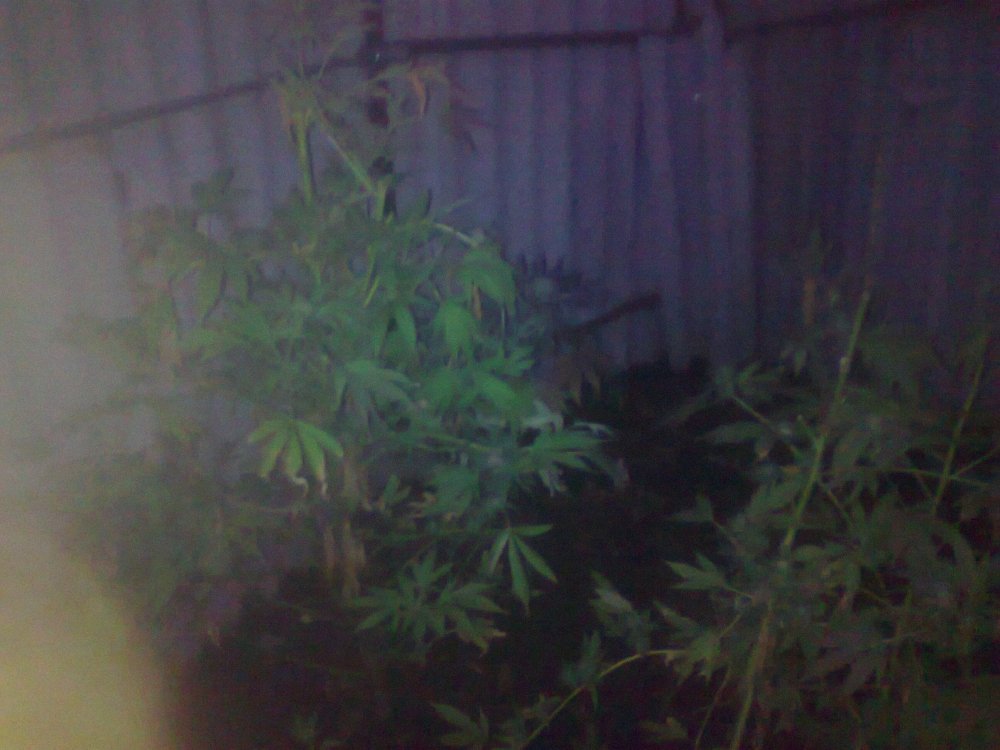 266002543_0386.thumb.jpg.e363c2a55c3f6db63cc8d639bc01c0fd.jpg