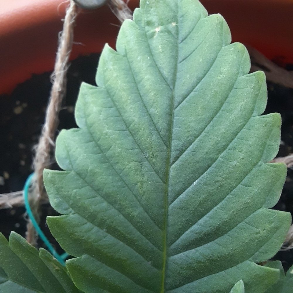 30.09(3).thumb.jpg.471ccd3c20e960c51040d7ebf7c8e9e6.jpg