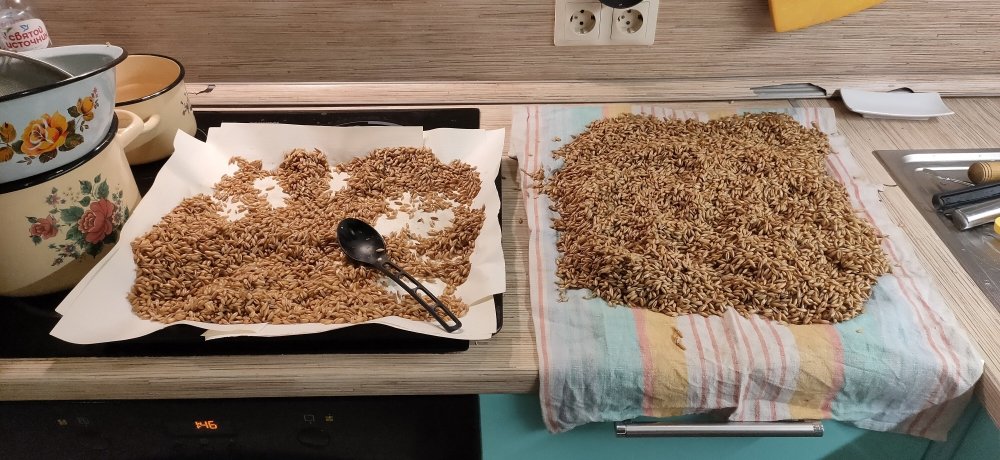 Зерно на просушке.jpg