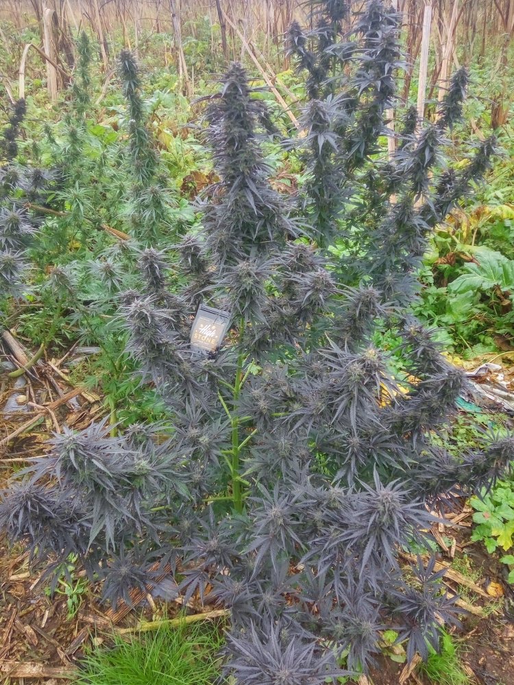 IMG_2020-10-12_102541_HDR.jpg