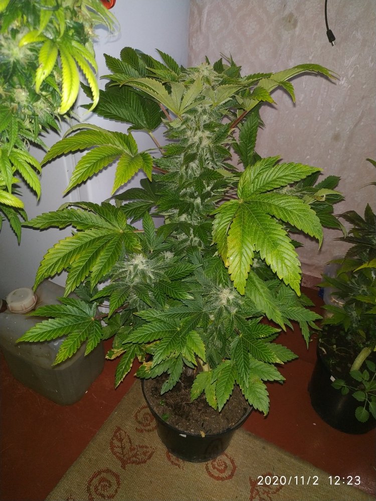 IMG_20201102_122308.jpg