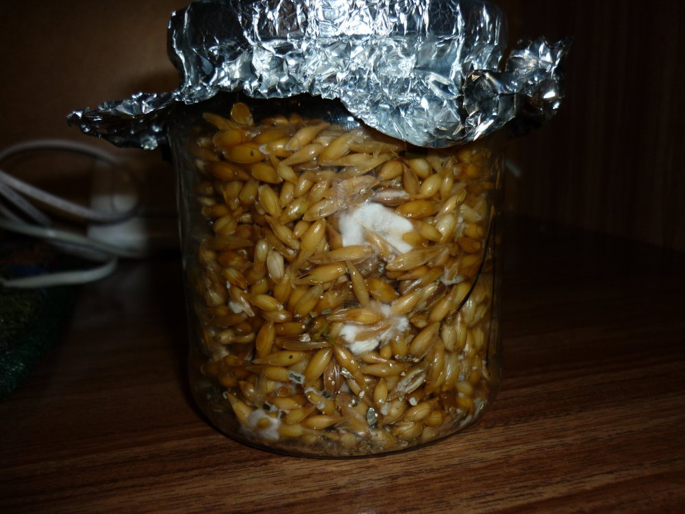 P02.thumb.JPG.525a12ee051cf671c5755f97bb5a0e5f.JPG