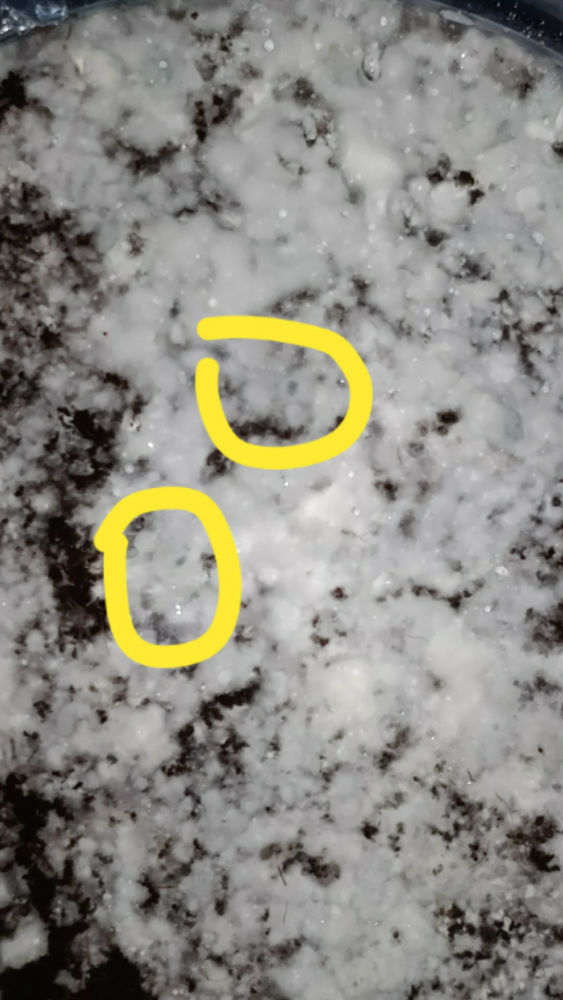 Screenshot_20201105-001225.thumb.jpg.9c9f7d6e842b81b2bf9e9614db41b769.jpg